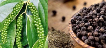 Market and Quality Assessment of Pepper in...