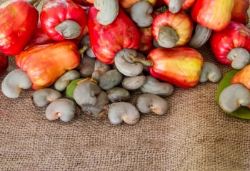 CASHEW INDUSTRY FACES VOLATILE WEATHER AND PETS